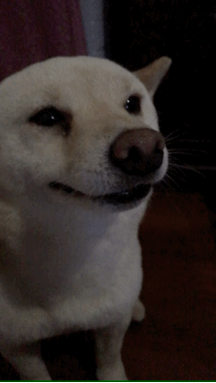 【获奖公布】家有萌宠 kds gif动图大赛闭幕