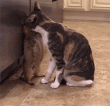 猫的武功也有高下之分