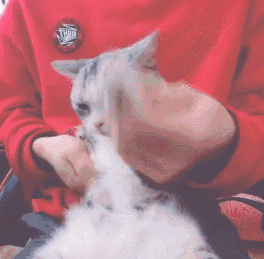 264_259gif 动态图 动图