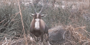 300_150 gif 动态图 动图