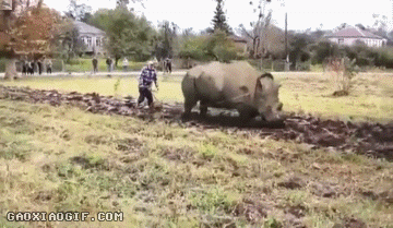 很可爱的开心动图.矮油我的小心脏