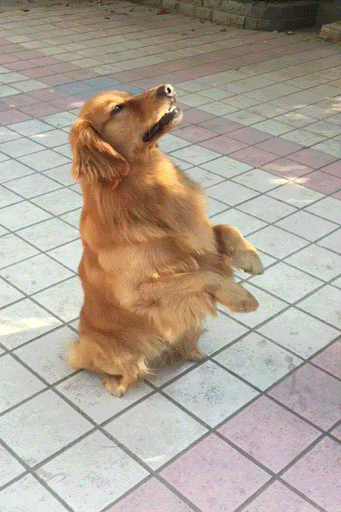 【获奖公布】家有萌宠 kds gif动图大赛闭幕