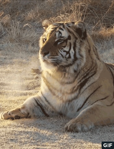 传说中的矮脚虎?