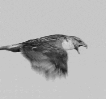 343_323gif 动态图 动图