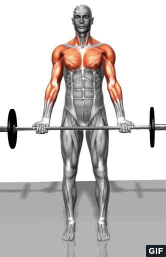 减肥路漫漫之肌肉篇